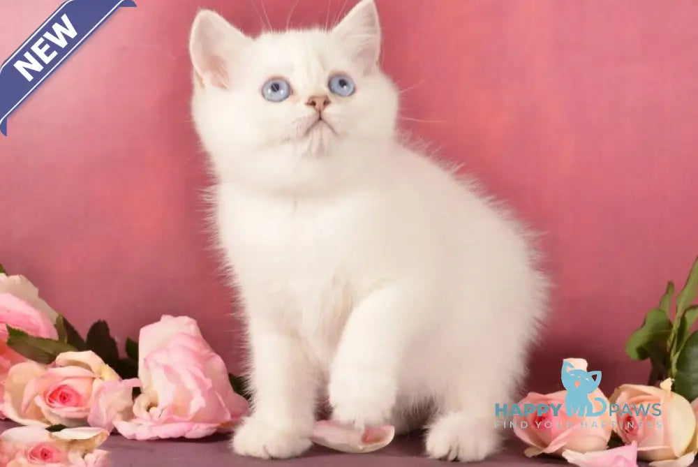 Pretty Scottish Straight female chocolate golden ticked tabby pointed live animals