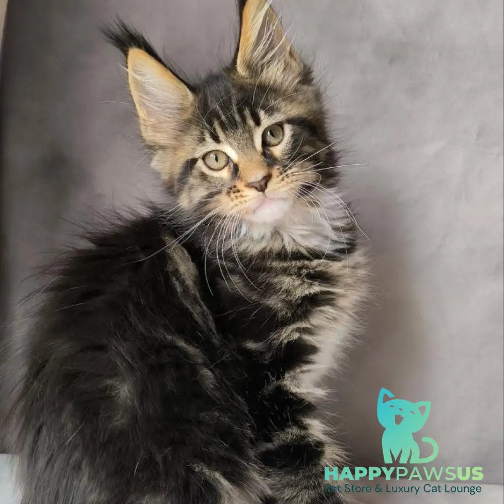 Pretty woman Maine Coon female black bicolour - live animals