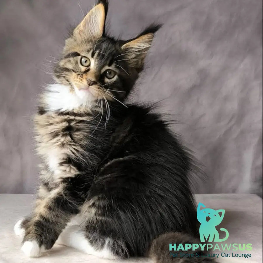 Pretty woman Maine Coon female black bicolour - live animals