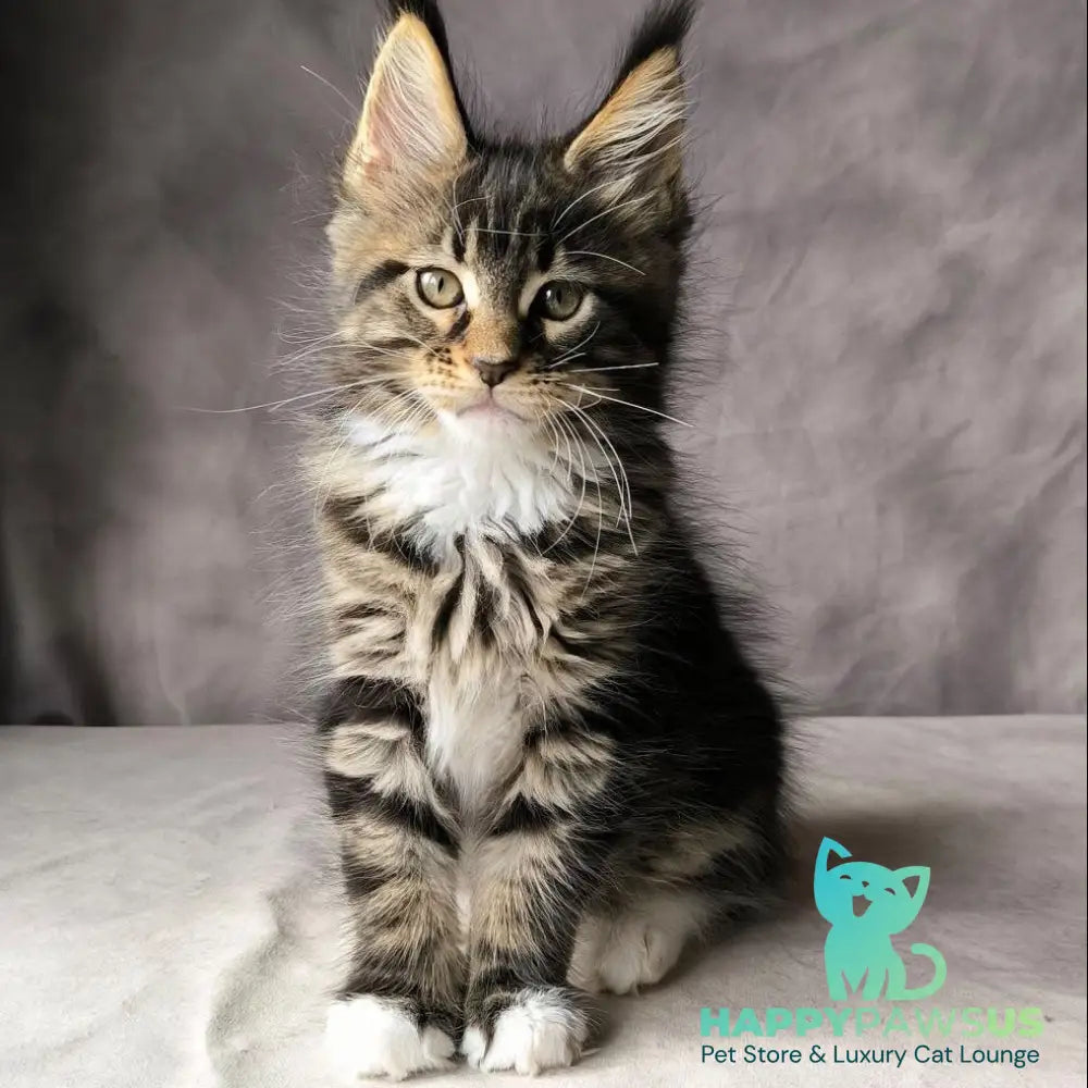 Pretty woman Maine Coon female black bicolour - live animals