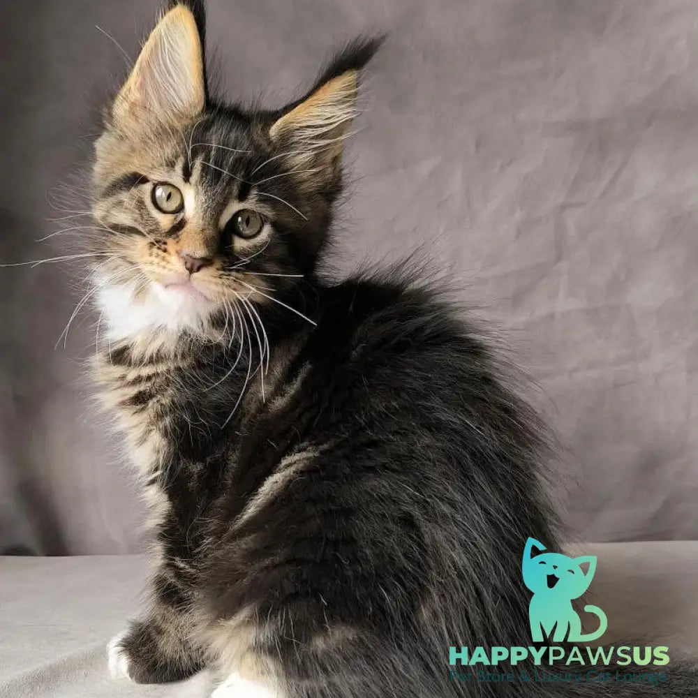 Pretty woman Maine Coon female black bicolour - live animals