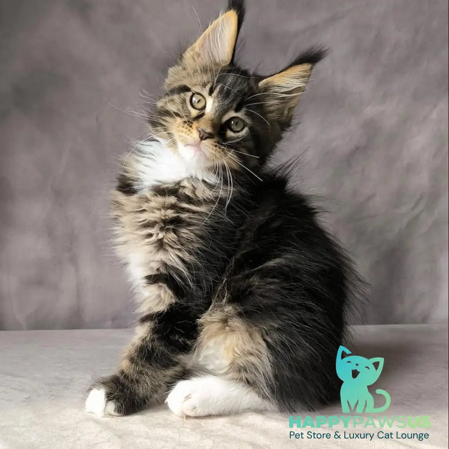 Pretty woman Maine Coon female black bicolour - live animals