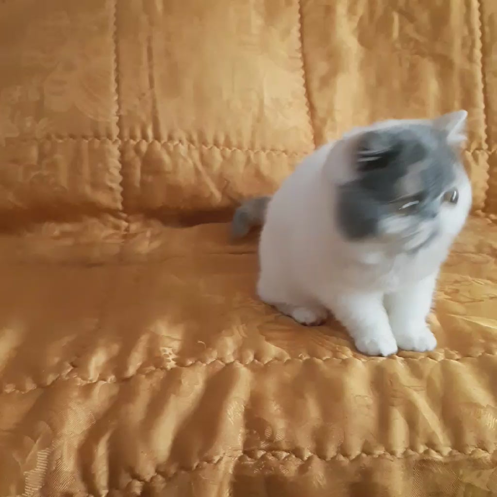 Yuna Exotic female, blue tortie van | Happy Paws US