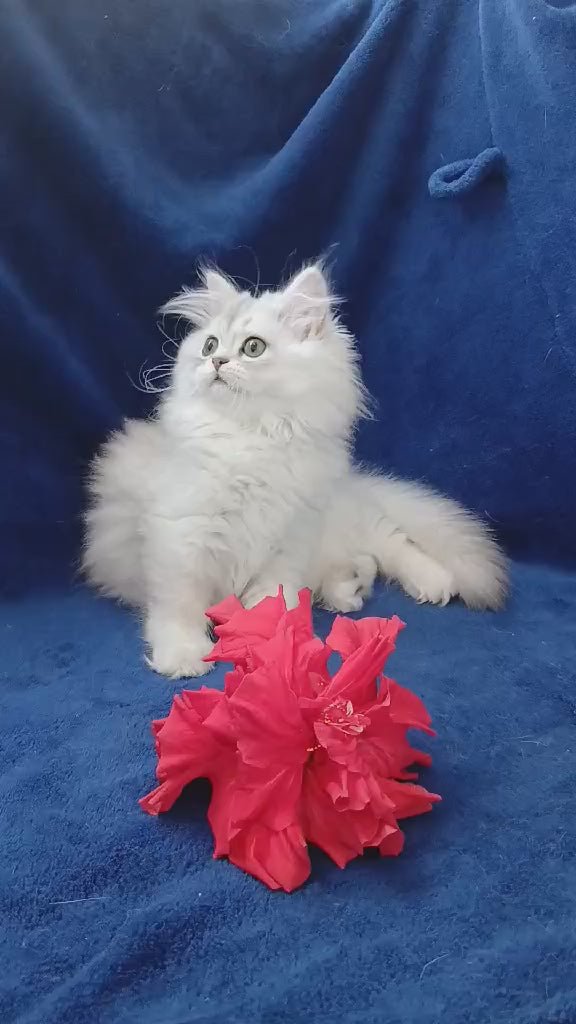 ブレンダ•キング　フィッシャーマンズ　キャット Brenda British Longhair female, black silver shaded | Happy Paws US