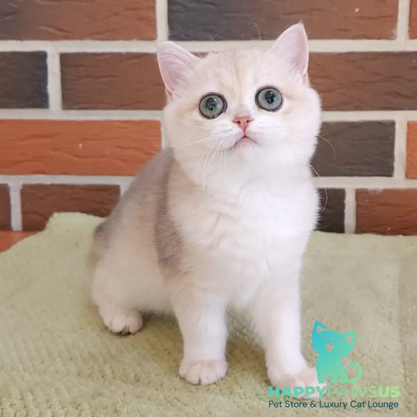 Price British Shorthair female blue golden chinchilla - live animals