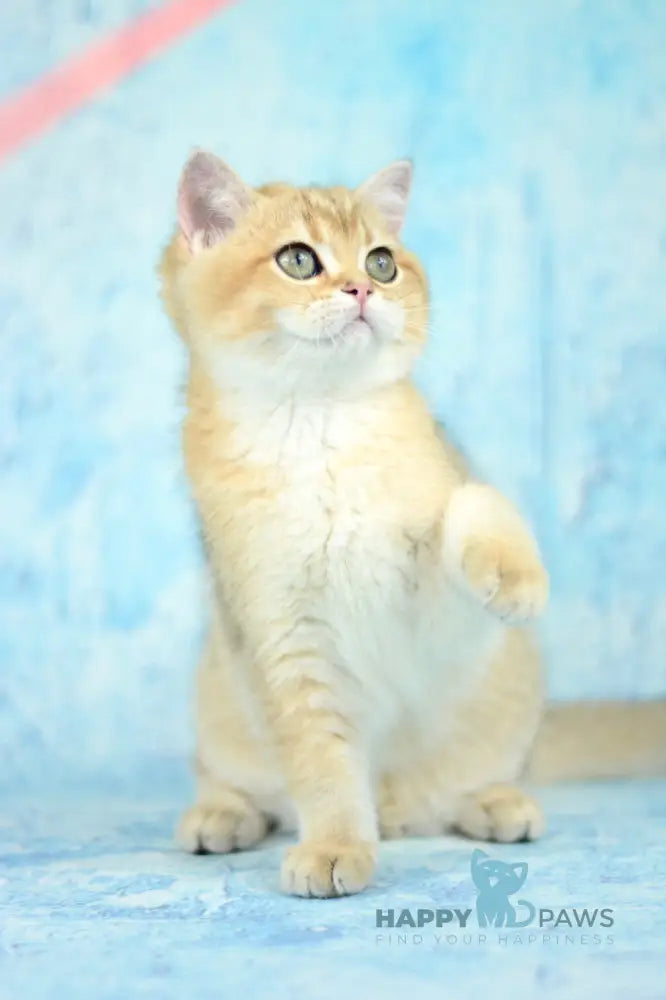 Prima British Shorthair female black golden shaded live animals