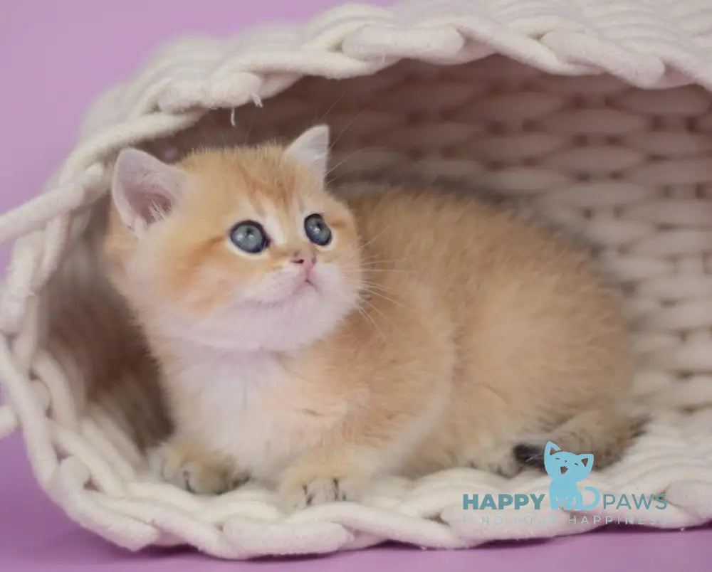 Prima British Shorthair female black golden shaded live animals