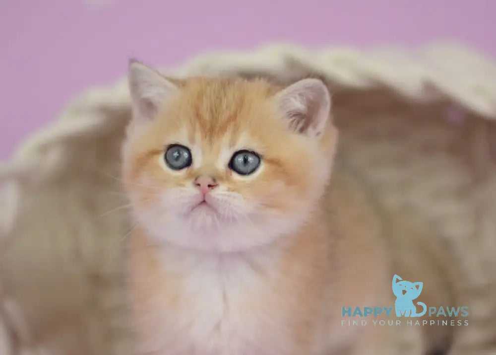 Prima British Shorthair female black golden shaded live animals