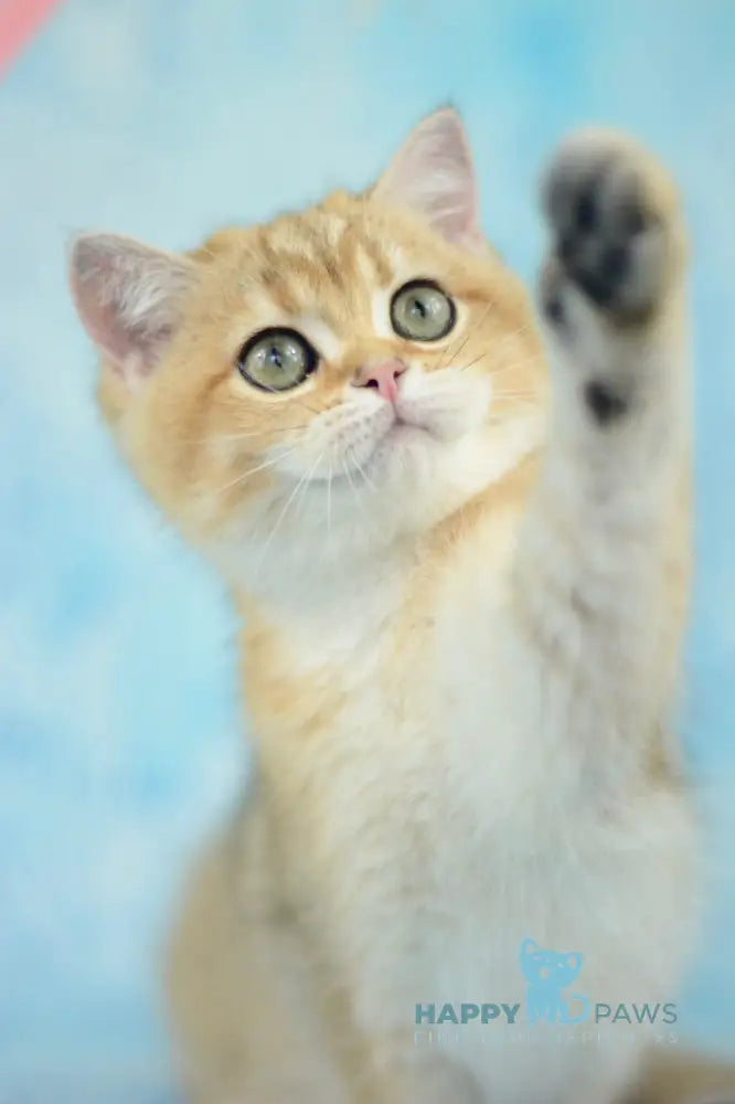 Prima British Shorthair female black golden shaded live animals