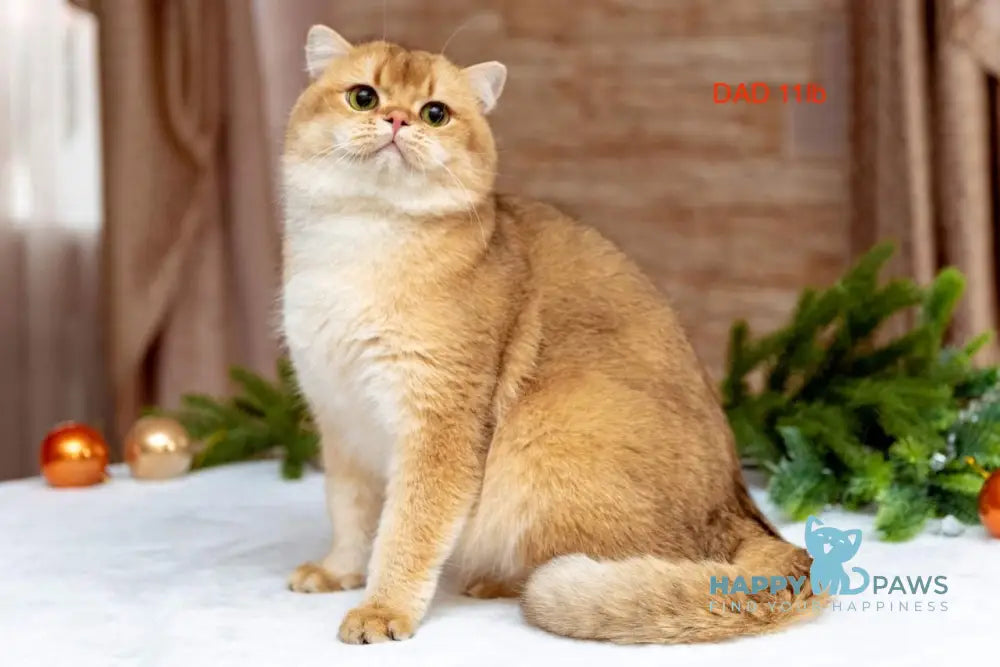 Prima British Shorthair female black golden shaded live animals