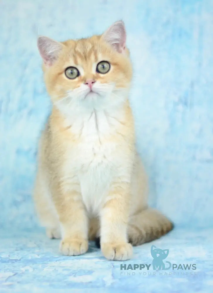 Prima British Shorthair female black golden shaded live animals