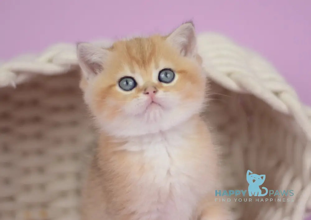 Prima British Shorthair female black golden shaded live animals