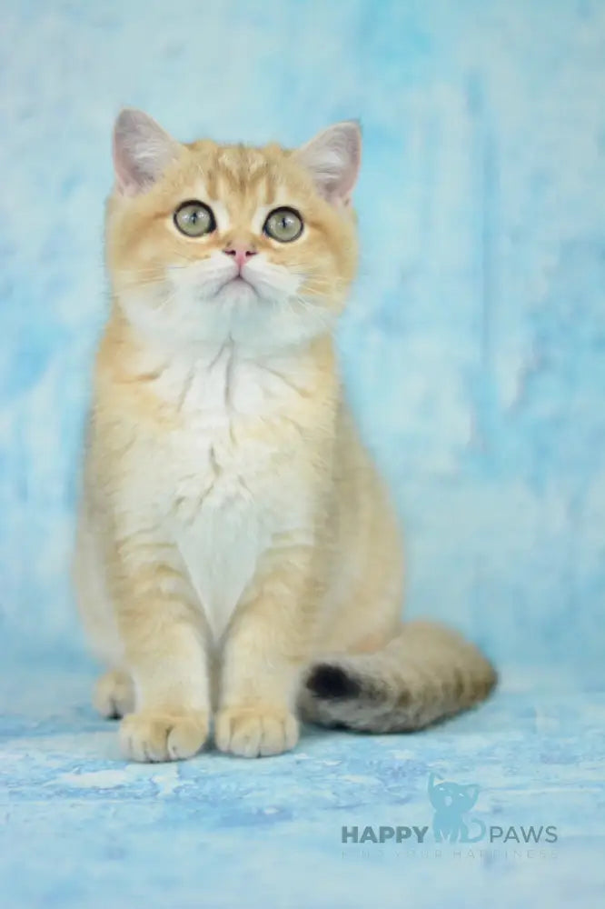 Prima British Shorthair female black golden shaded live animals