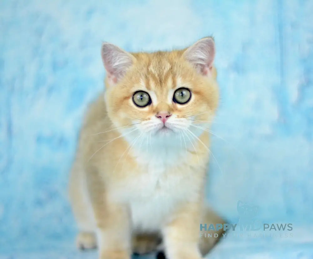 Prima British Shorthair female black golden shaded live animals