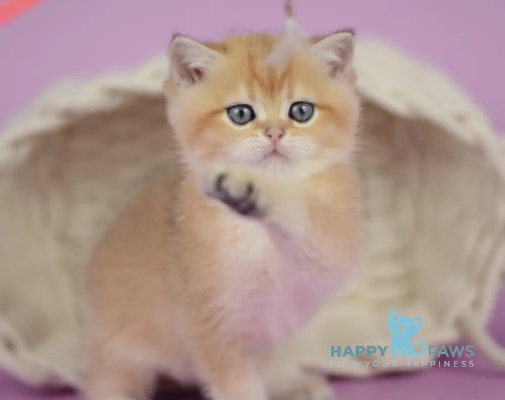 Prima British Shorthair female black golden shaded live animals