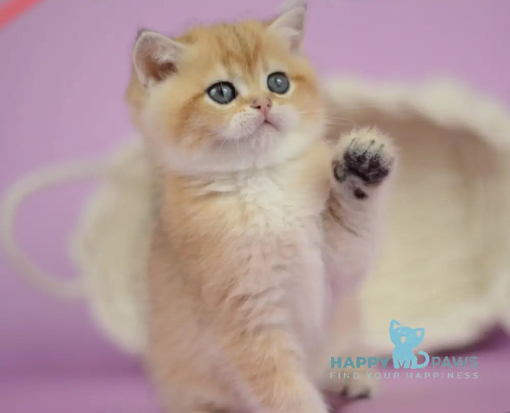 Prima British Shorthair female black golden shaded live animals