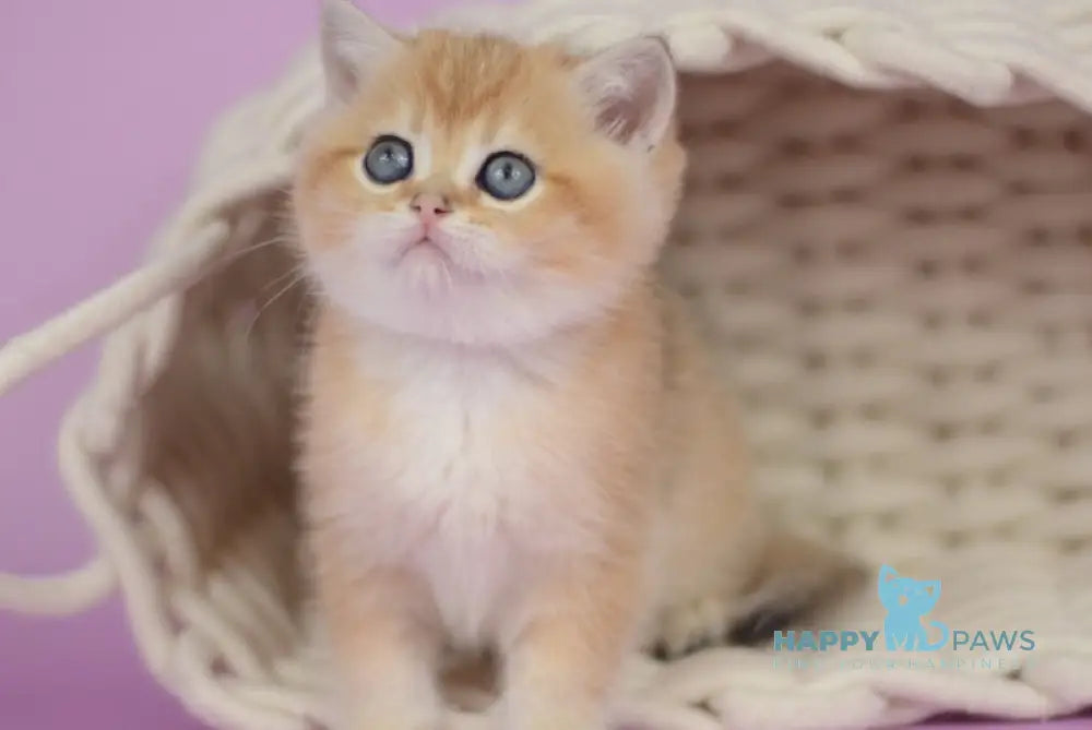 Prima British Shorthair female black golden shaded live animals
