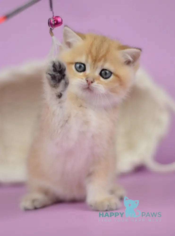 Prima British Shorthair female black golden shaded live animals
