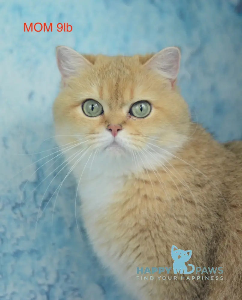 Prima British Shorthair female black golden shaded live animals
