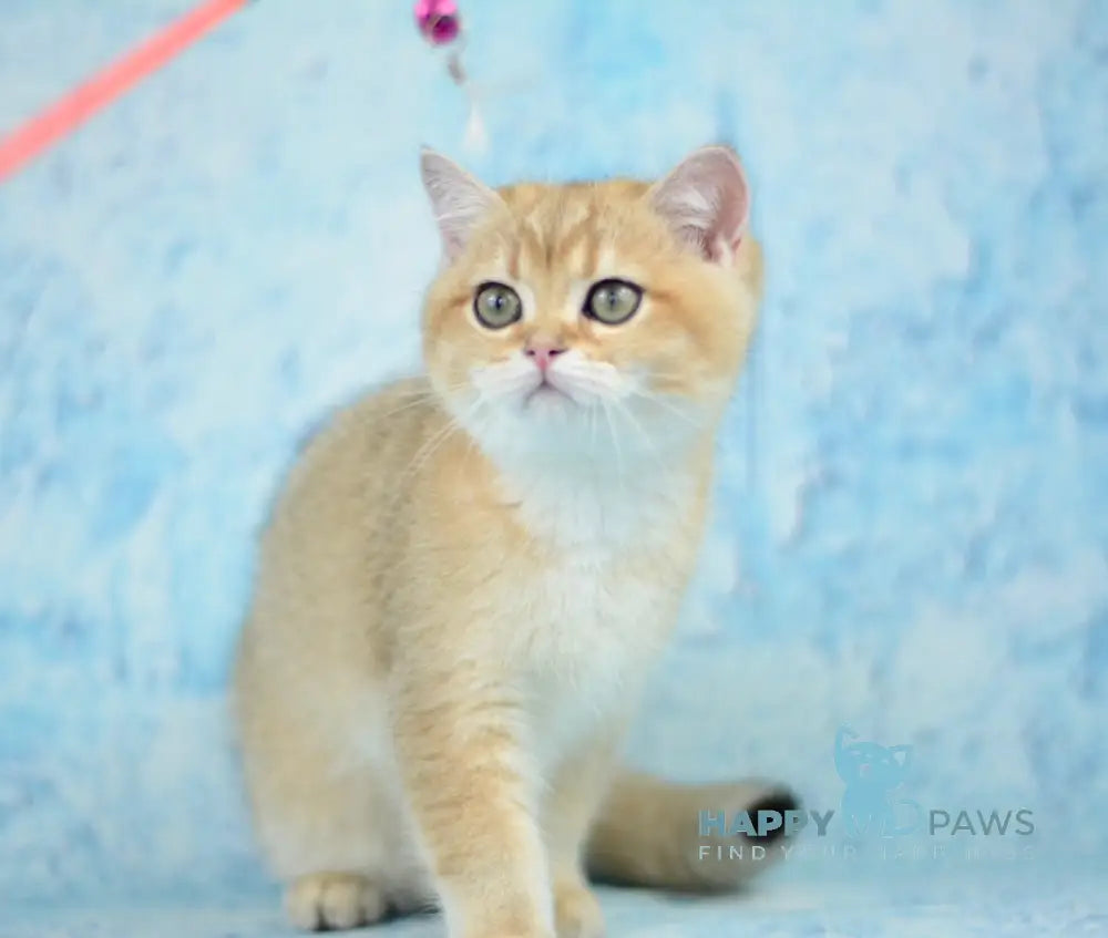 Prima British Shorthair female black golden shaded live animals