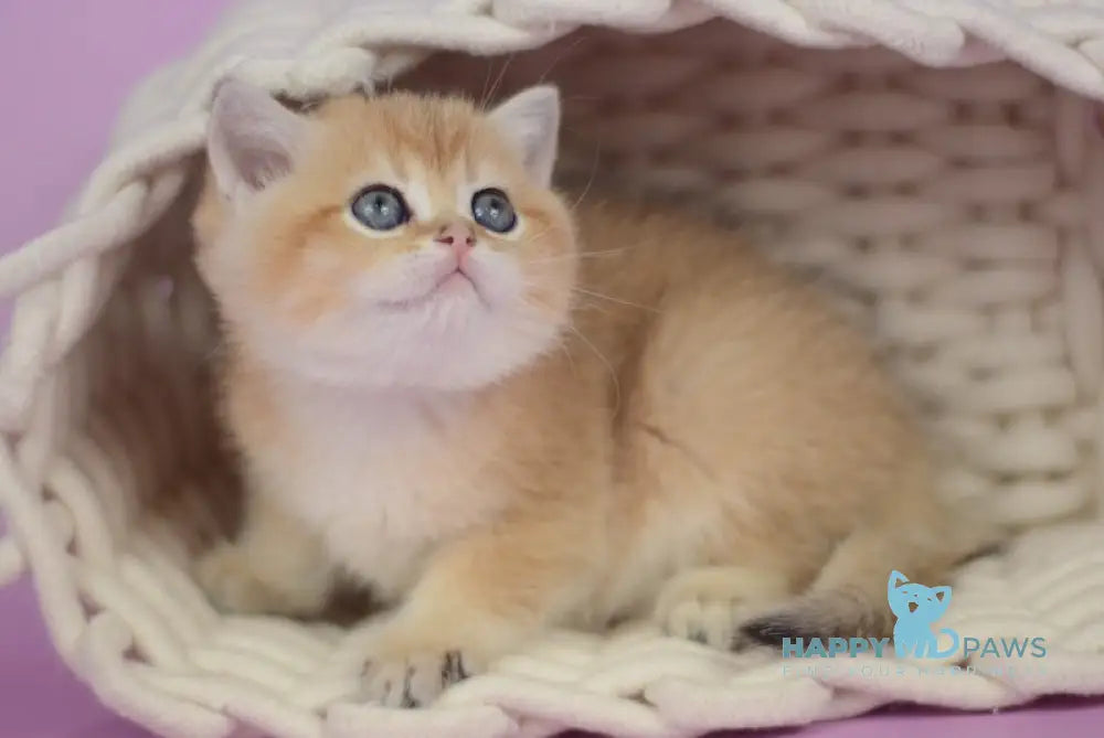 Prima British Shorthair female black golden shaded live animals