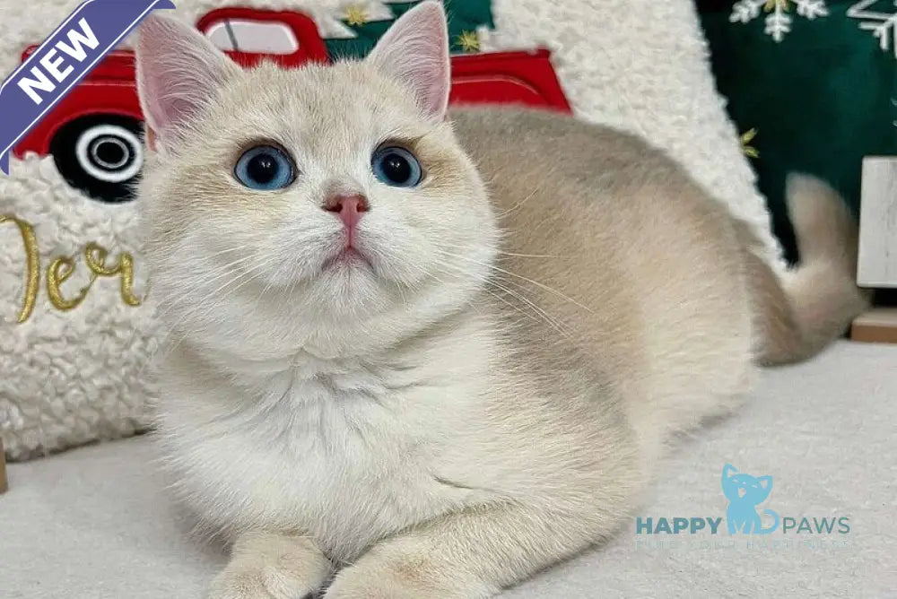 Prima British Shorthair female blue golden chinchilla live animals