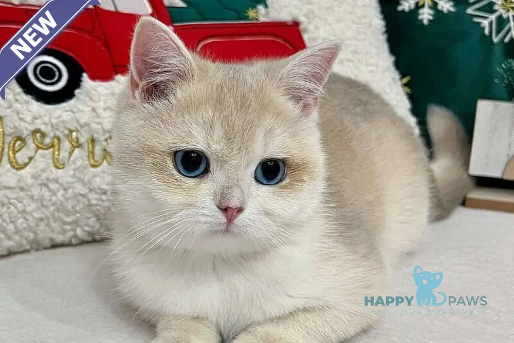 Prima British Shorthair female blue golden chinchilla live animals