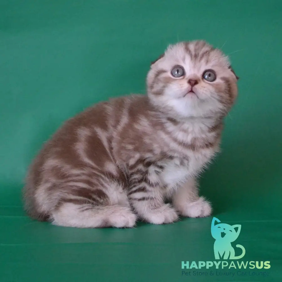 Prima Scottish Fold female chocolate silver tabby - live animals