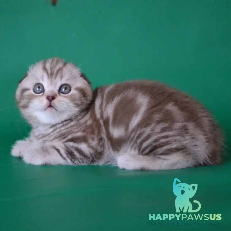 Prima Scottish Fold female chocolate silver tabby - live animals