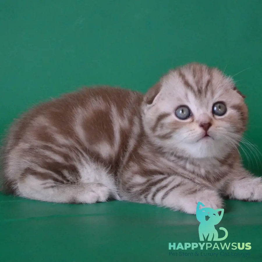 Prima Scottish Fold female chocolate silver tabby - live animals