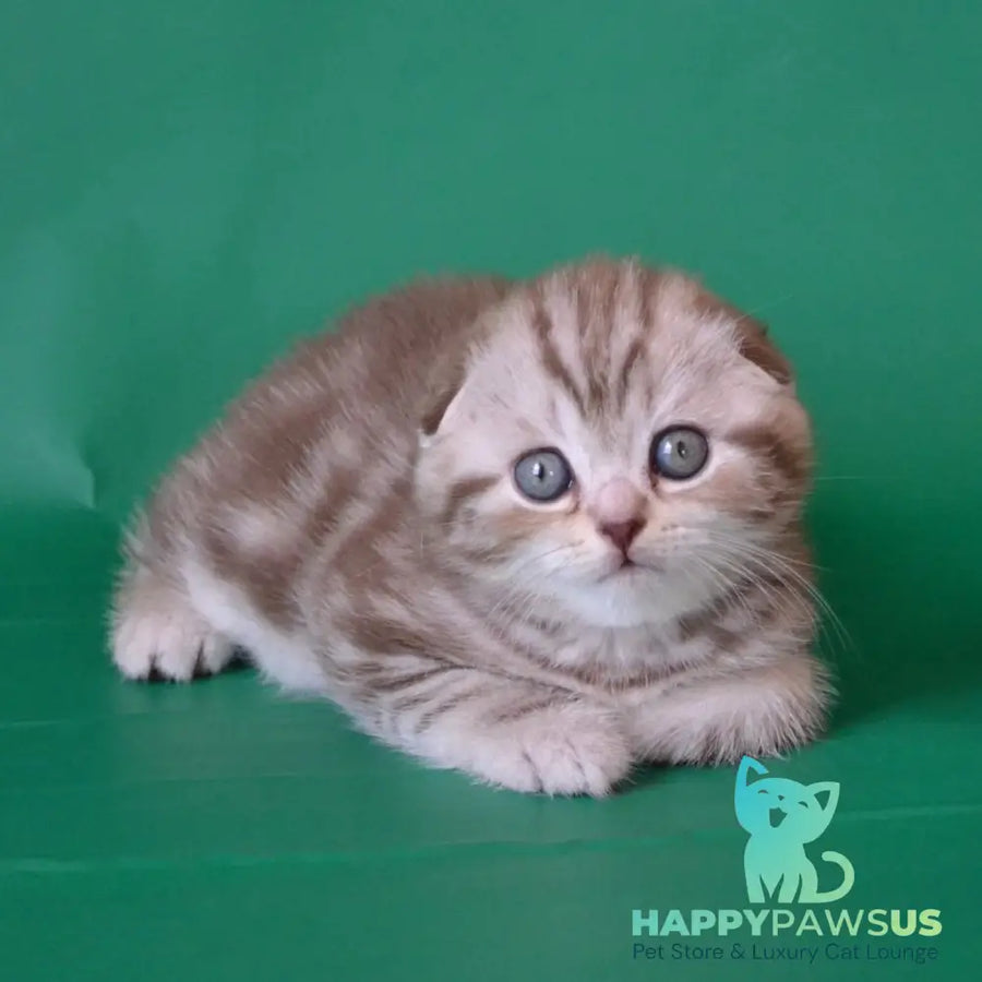 Prima Scottish Fold female chocolate silver tabby - live animals