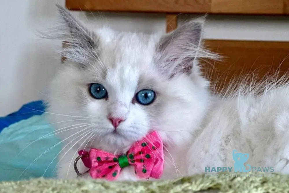 Primadonna Ragdoll female blue bicolour live animals