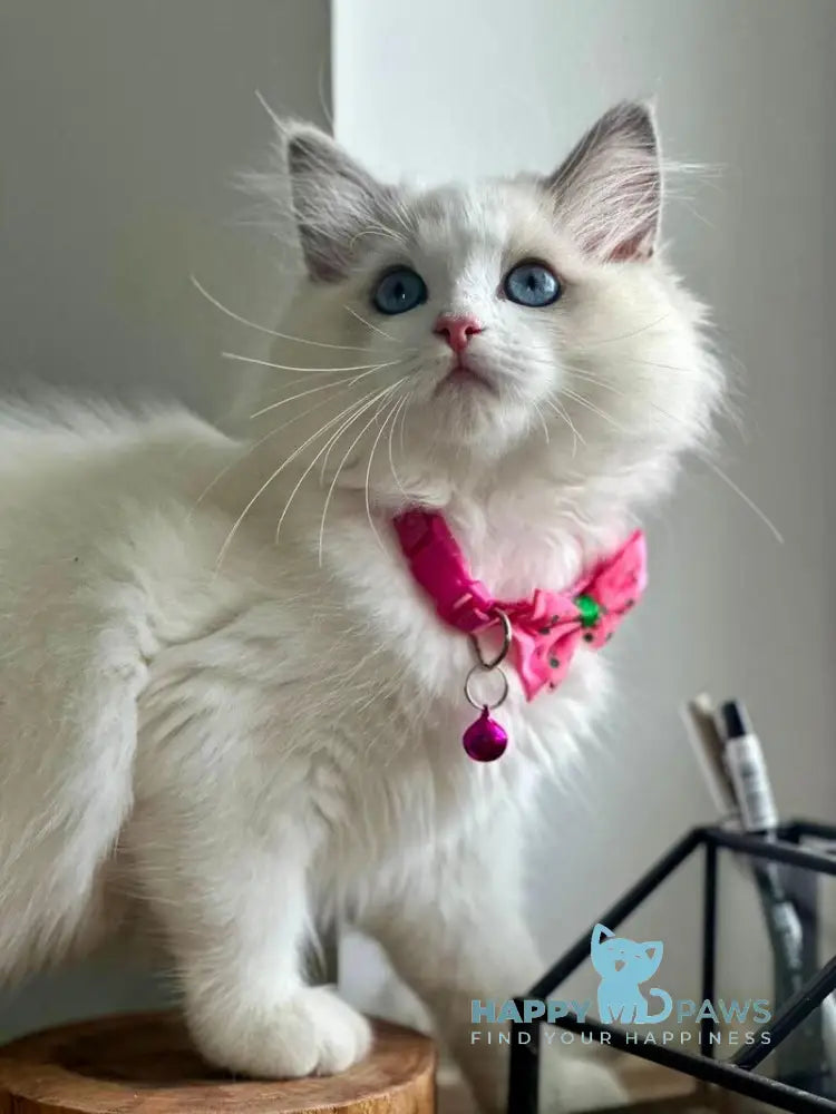 Primadonna Ragdoll female blue bicolour live animals