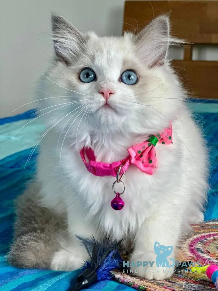 Primadonna Ragdoll female blue bicolour live animals