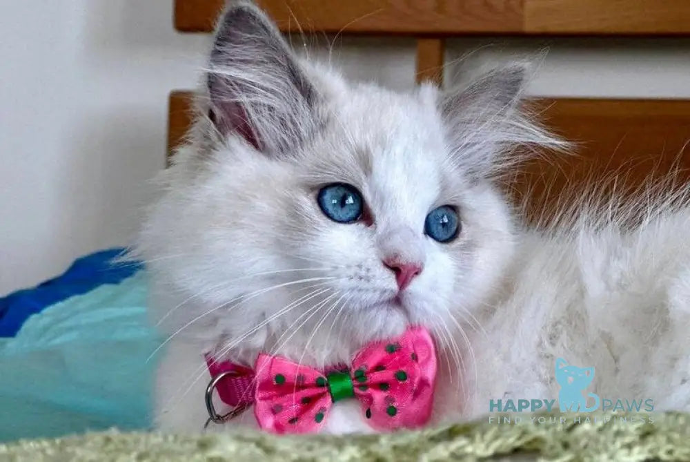 Primadonna Ragdoll female blue bicolour live animals