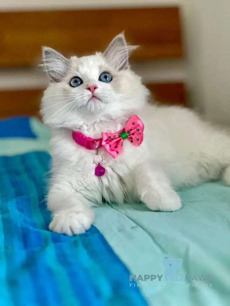 Primadonna Ragdoll female blue bicolour live animals