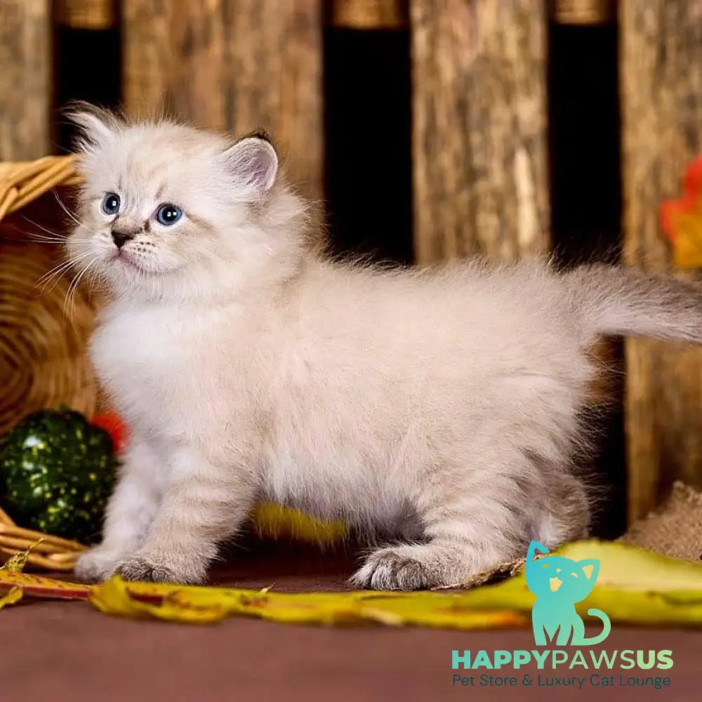 Prime Siberian male black tabby pointed - live animals