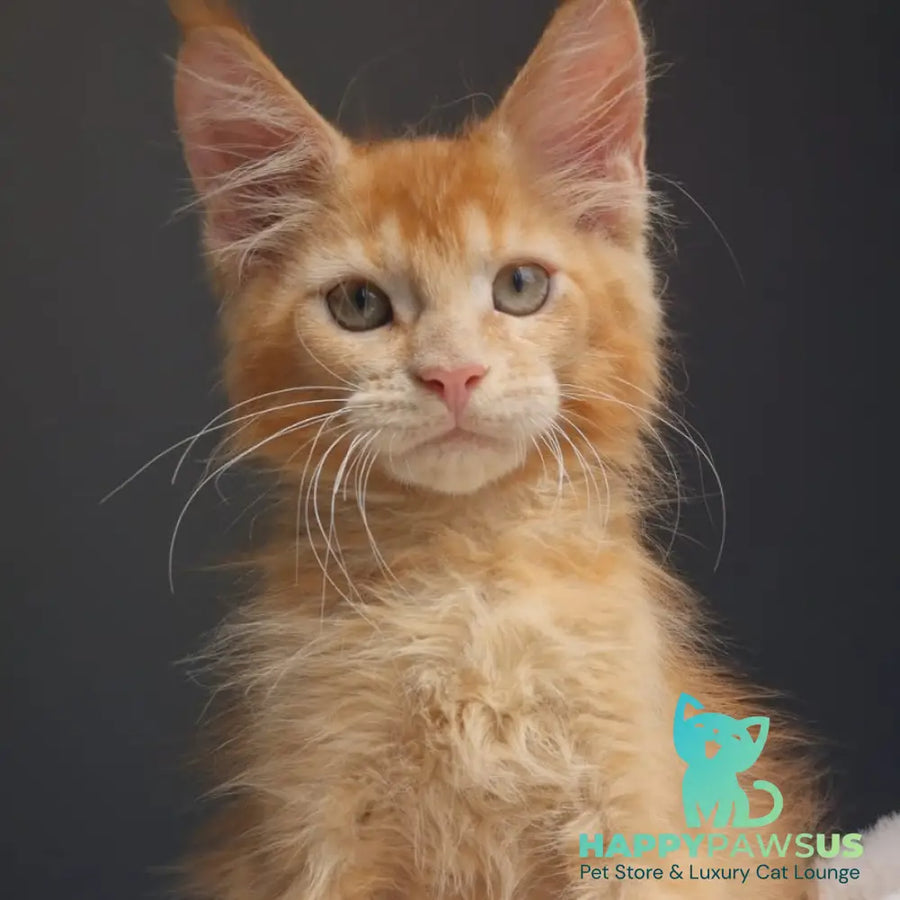 Princ Maine Coon male red - live animals
