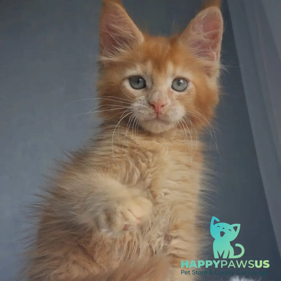 Princ Maine Coon male red - live animals