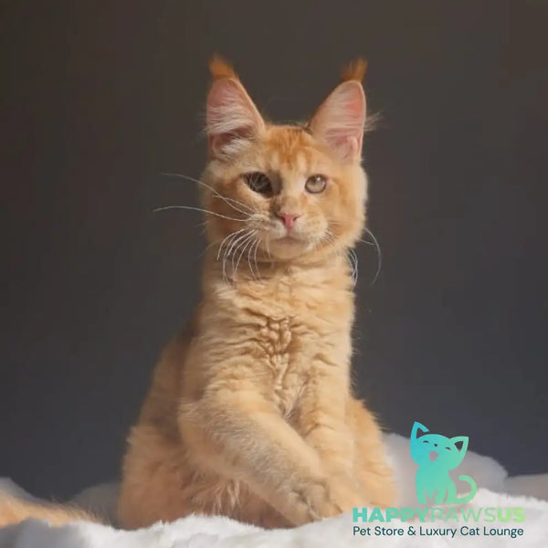 Princ Maine Coon male red - live animals