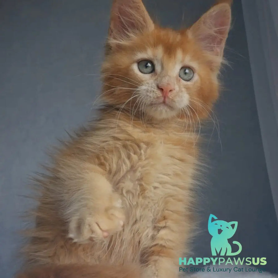 Princ Maine Coon male red - live animals