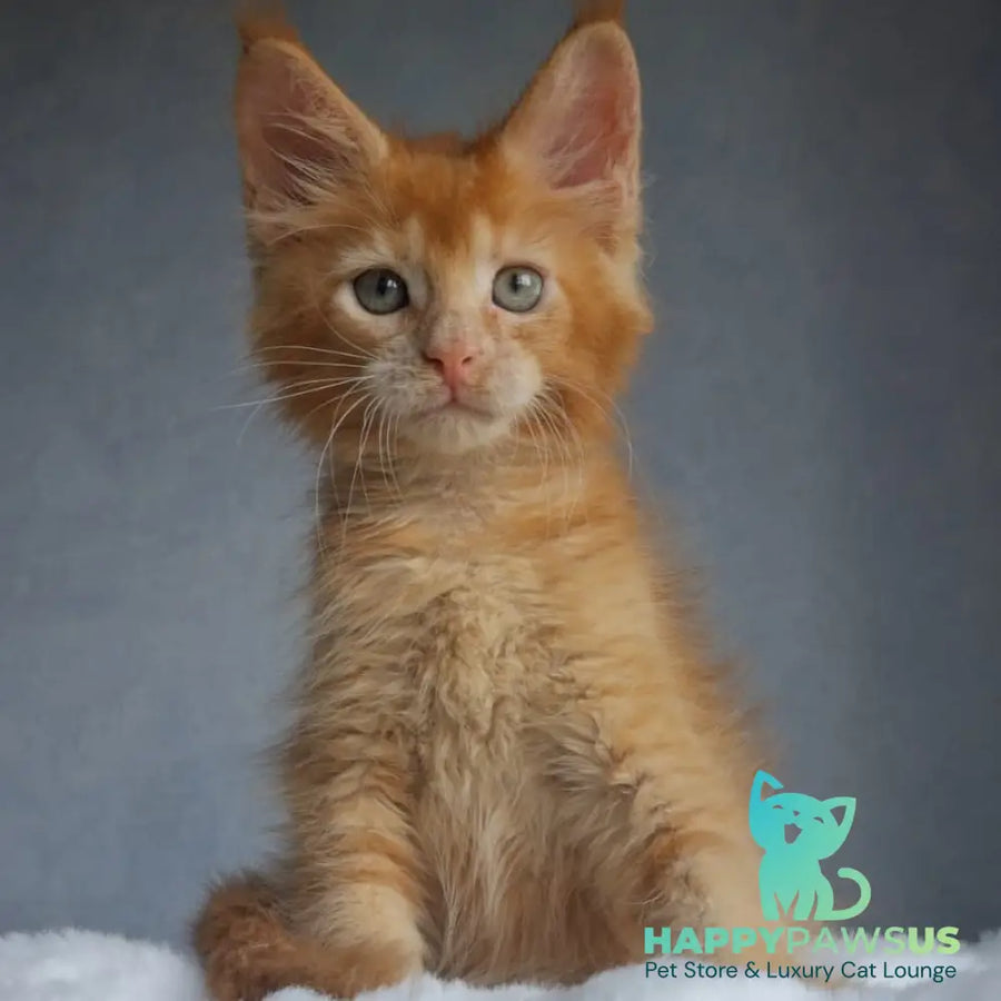 Princ Maine Coon male red - live animals
