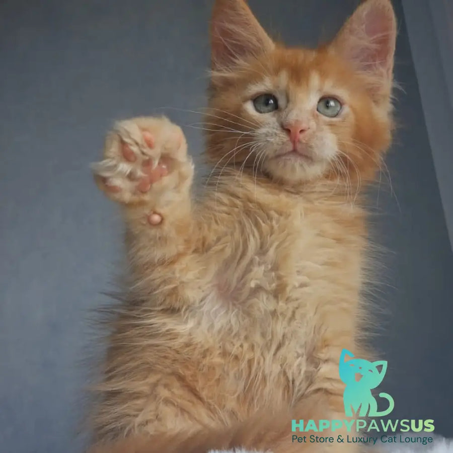 Princ Maine Coon male red - live animals