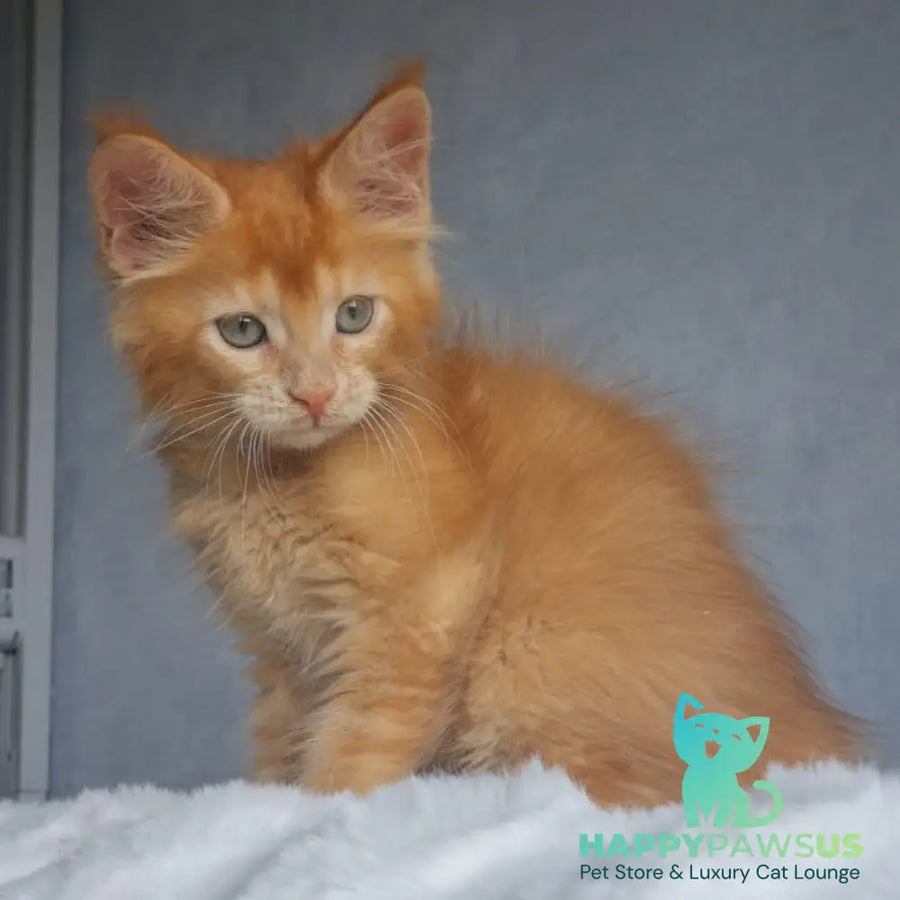 Princ Maine Coon male red - live animals