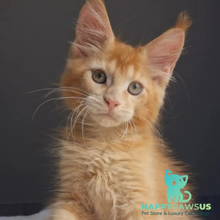 Princ Maine Coon male red - live animals