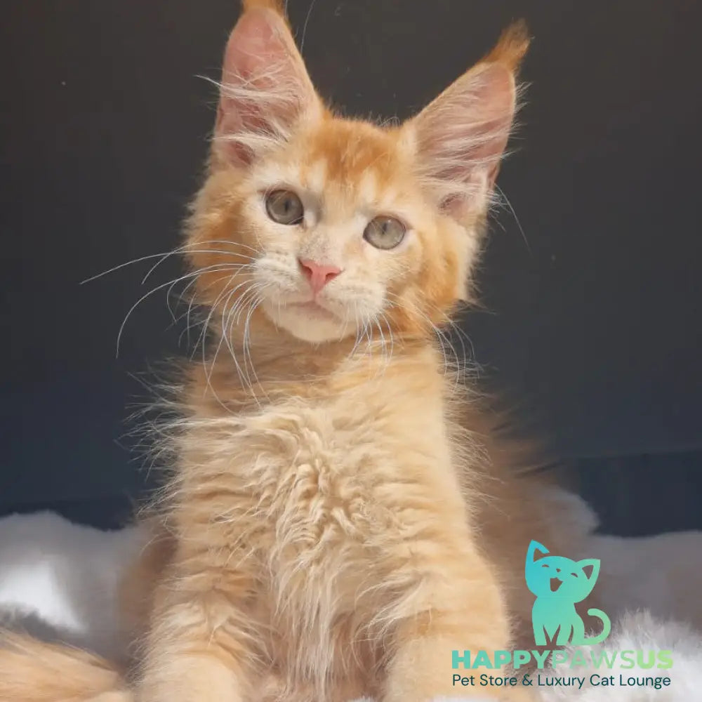 Princ Maine Coon male red - live animals