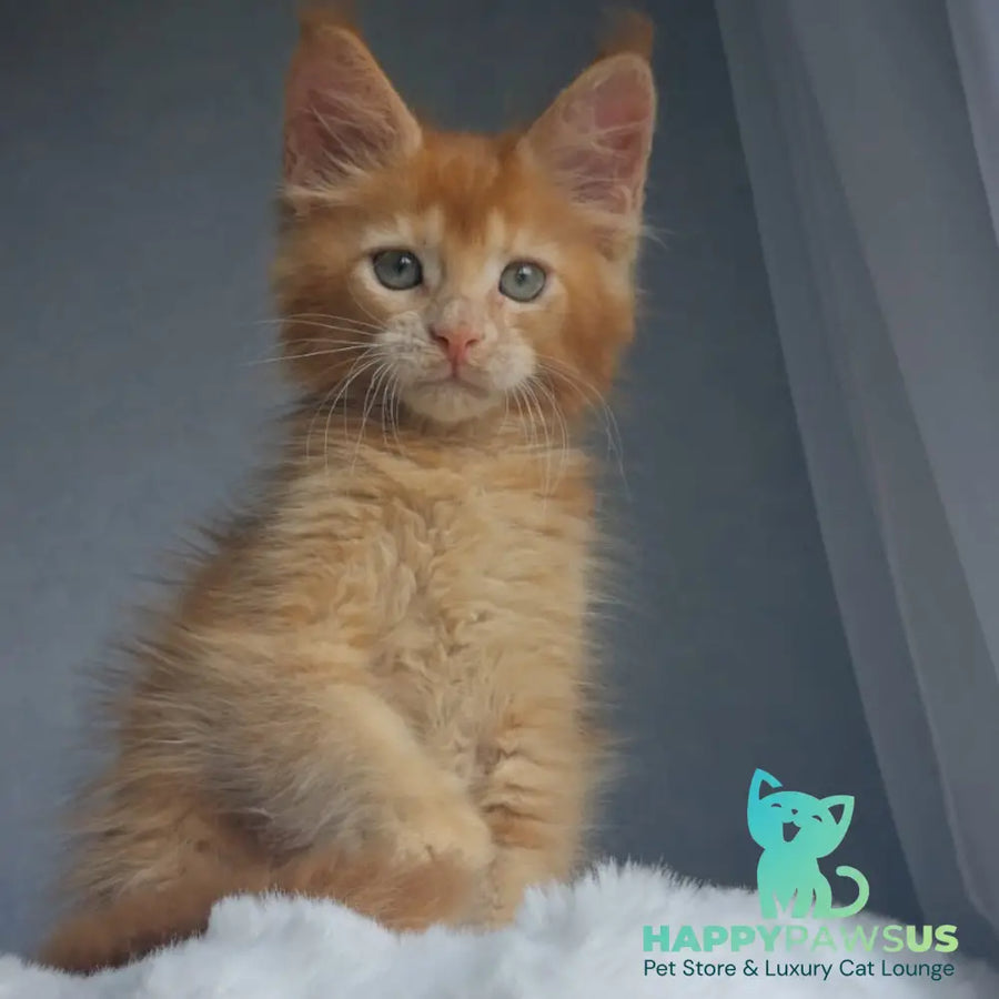 Princ Maine Coon male red - live animals