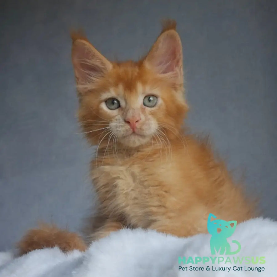 Princ Maine Coon male red - live animals