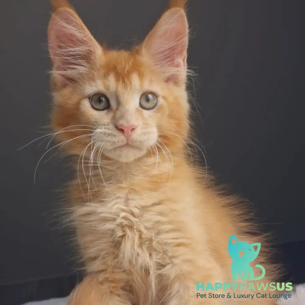 Princ Maine Coon male red - live animals