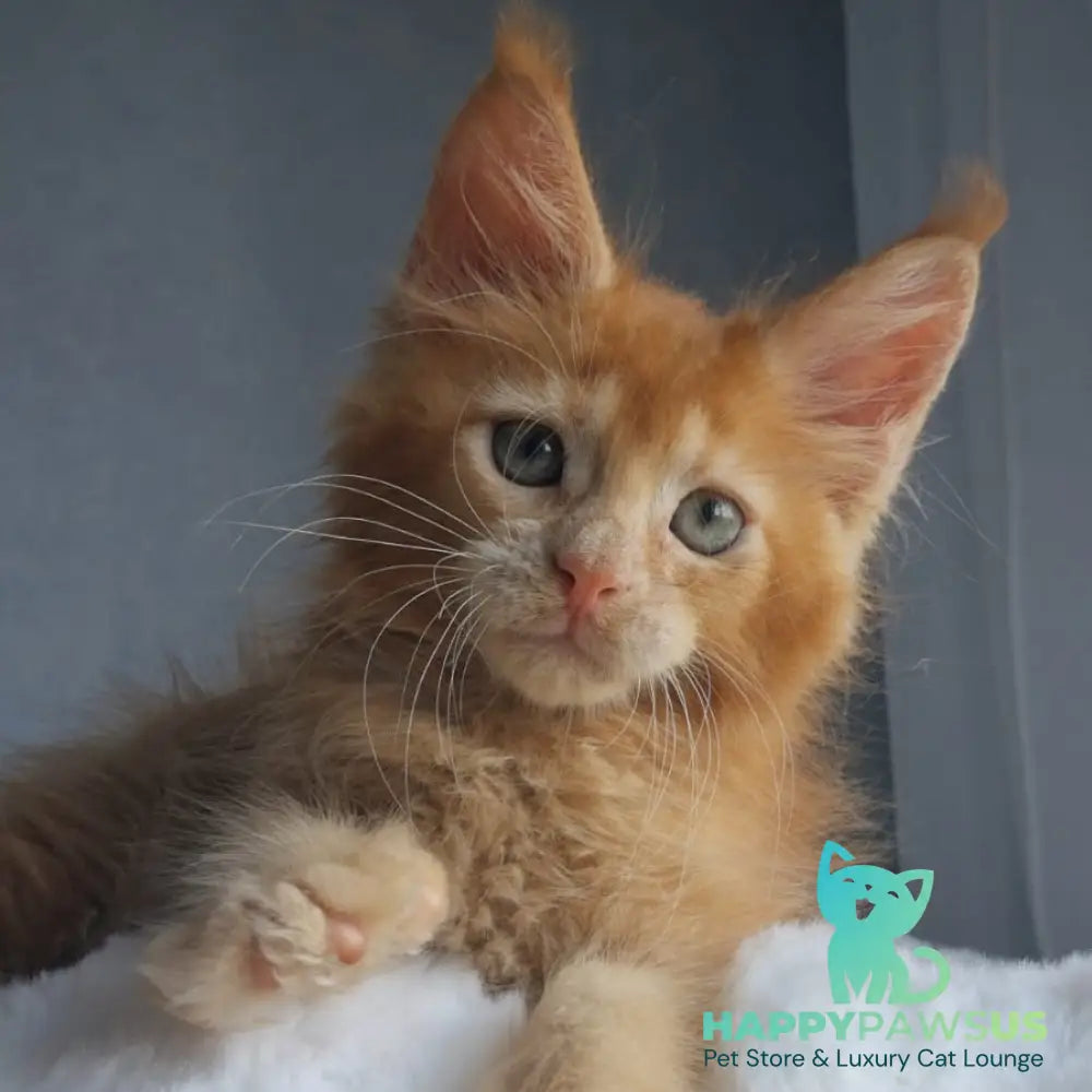 Princ Maine Coon male red - live animals